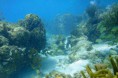 /album/fotogaleria-potapanie-snorchlovanie/hol-chan-marine5-jpg/